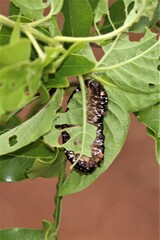 Laevicaulis natalensis natalensis