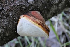 Fomitopsis mounceae