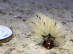 Lophocampa annulosa