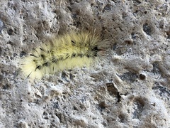 Lophocampa annulosa