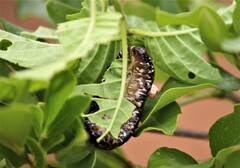 Laevicaulis natalensis natalensis