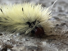 Lophocampa annulosa