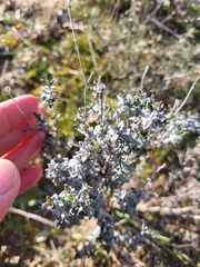 Thymus mastichina