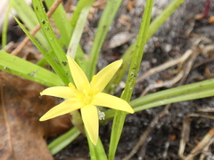Hypoxis curtissii