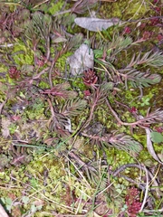Petrosedum rupestre