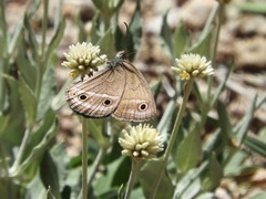 Stegosatyrus periphas