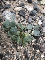 Zygophyllum pterocarpum