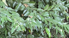 Cinnamomum osmophloeum