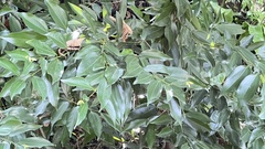 Cinnamomum osmophloeum