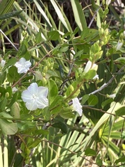 Jacquemontia curtissii
