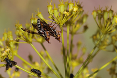 Dorycera pictipennis