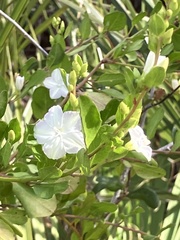 Jacquemontia curtissii