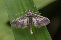 Hydriris ornatalis