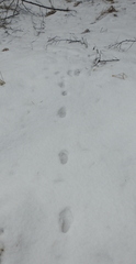 Canis familiaris