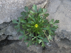 Ranunculus sceleratus