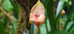 Maxillaria egertoniana