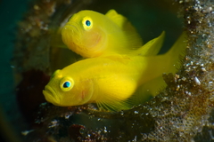 Lubricogobius exiguus