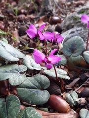 Cyclamen alpinum