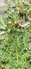 Lepidium bipinnatifidum