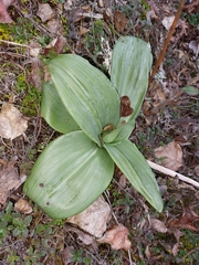 Himantoglossum hircinum