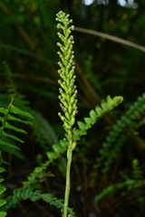 Goodyera procera