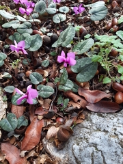 Cyclamen alpinum