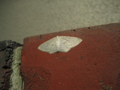 Poecilasthena pulchraria