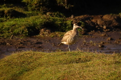 Numenius phaeopus hudsonicus