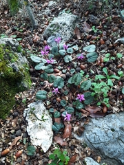 Cyclamen alpinum