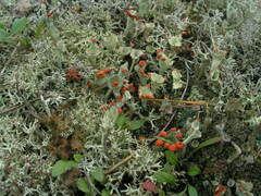 Cladonia pleurota