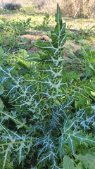 Galactites tomentosus