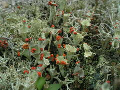 Cladonia pleurota