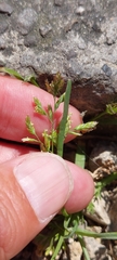 Poa annua