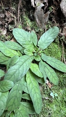 Staurogyne concinnula