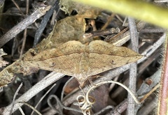 Anticarsia rubricans