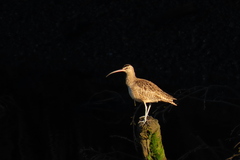 Numenius phaeopus hudsonicus