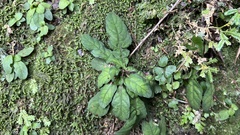 Staurogyne concinnula