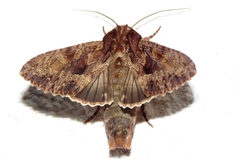 Apamea syriaca