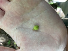 Brosimum alicastrum