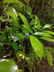 Psychotria urbaniana