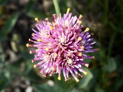 Gomphrena pulchella