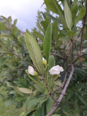 Bowkeria verticillata