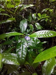 Psychotria urbaniana