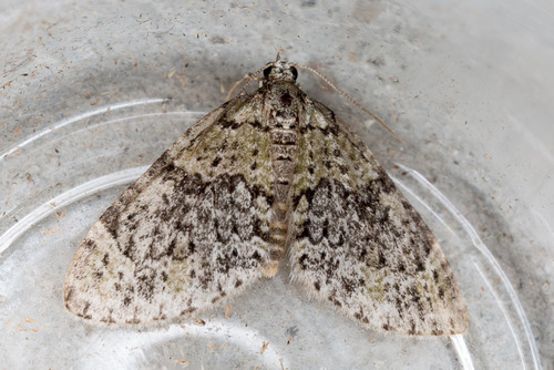 Yellow-barred Brindle
