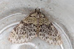 Acasis viretata