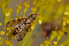 Dorycera pictipennis