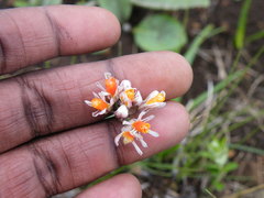 Tulbaghia leucantha