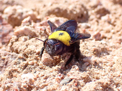 Xylocopa pubescens