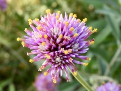 Gomphrena pulchella