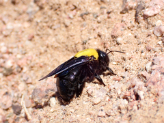 Xylocopa pubescens